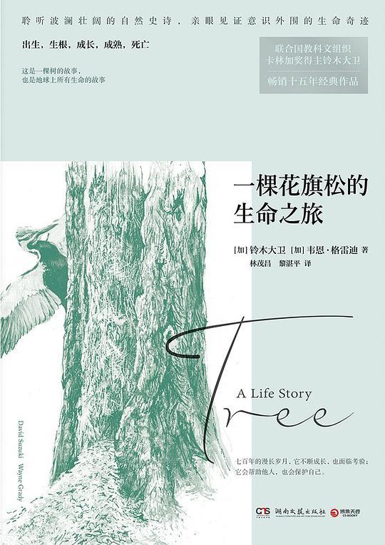 一棵花旗松的生命之旅