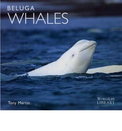 Beluga Whales