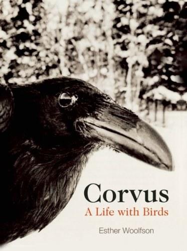 Corvus